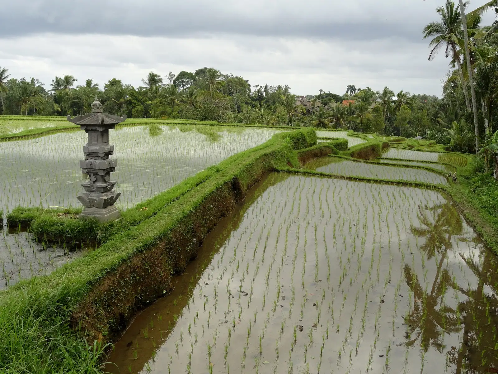 Rice fields along the Campuhan Ridge Walk, with a small stone shrine
