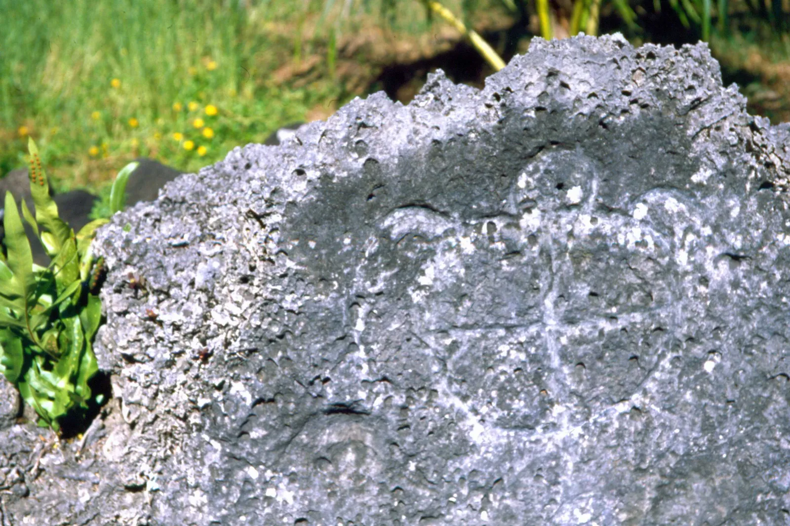 A turtle carved into a stone at the Fare Opu marae, among the grass