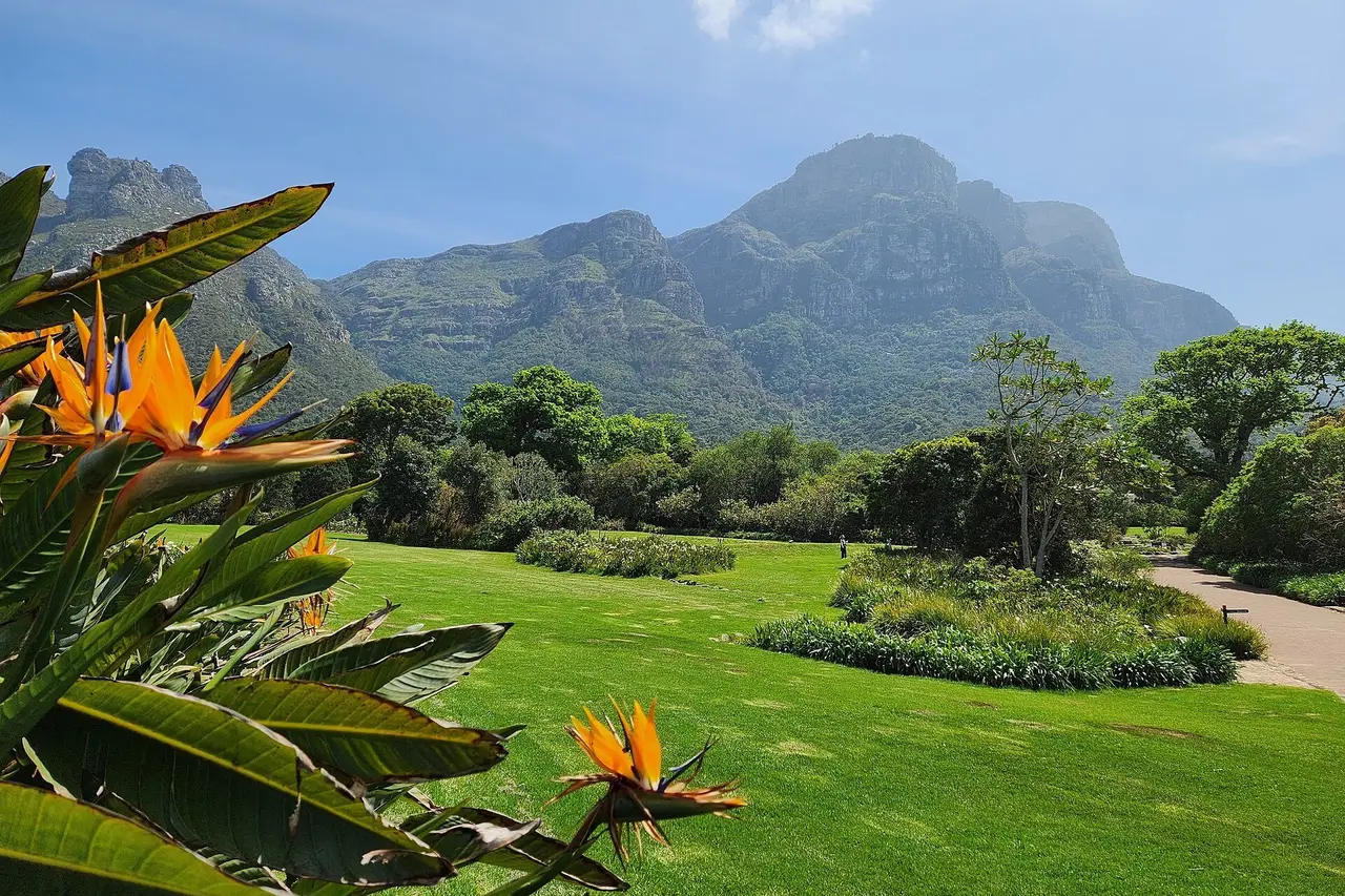 Kirstenbosch’s lawns and strelitzias at the foot of the mountain