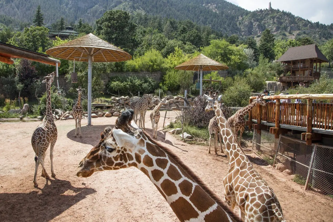 Giraffes at the Cheyenne Mountain Zoo, among pergolas and trees on the mountain