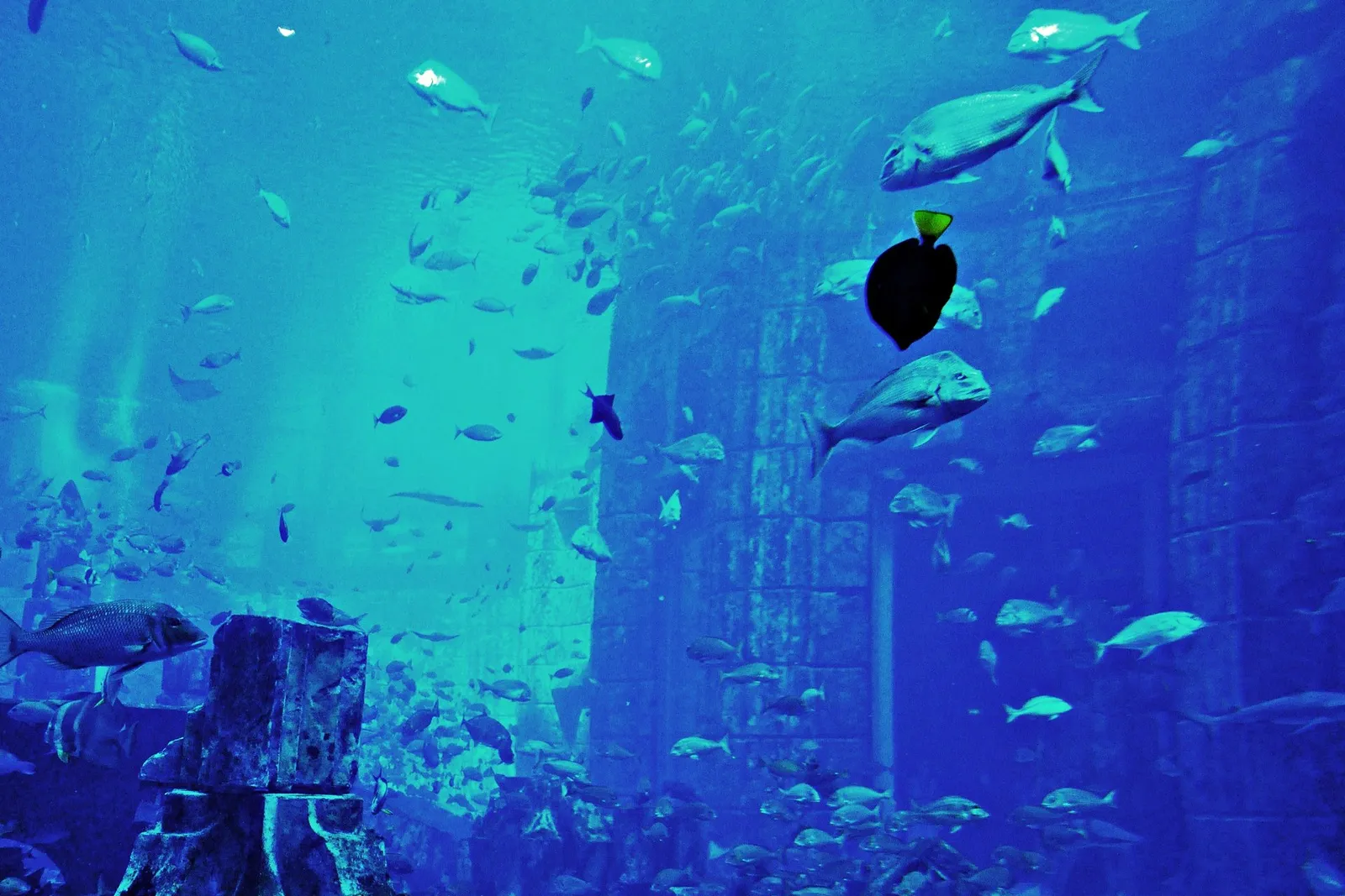 Fish swimming past the sunken ruins of the Atlantis The Palm aquarium