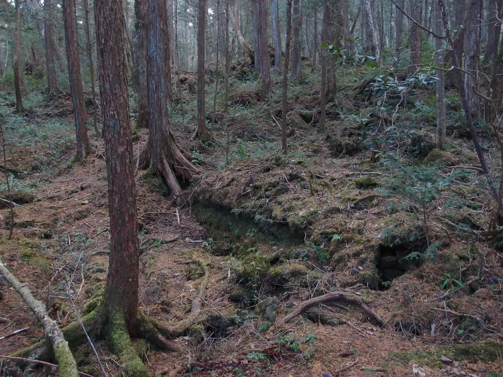 Cedars and moss over the lava floor of the Aokigahara forest