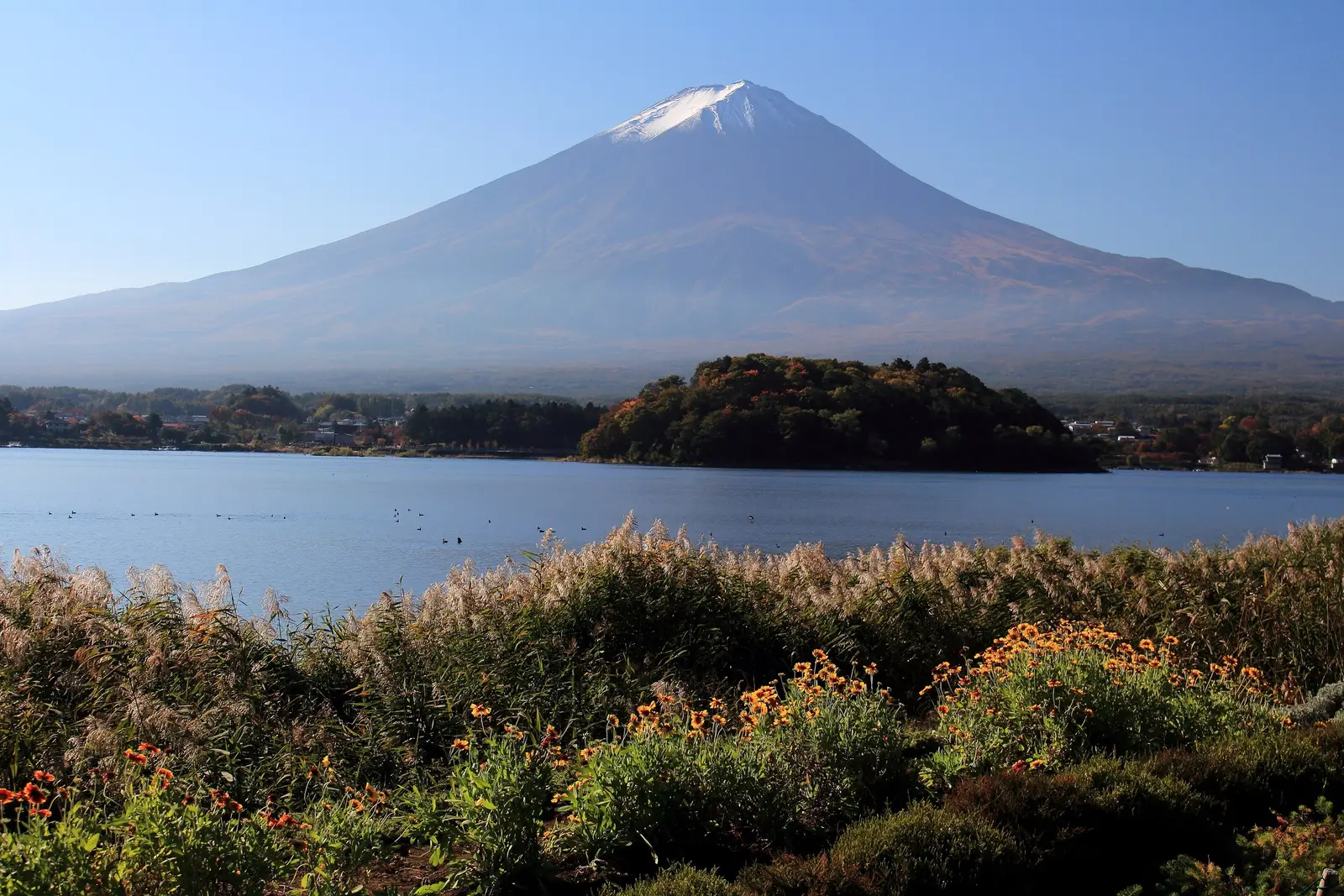 Mount Fuji across Lake Kawaguchi from Oishi Park, autumn grasses in the foreground