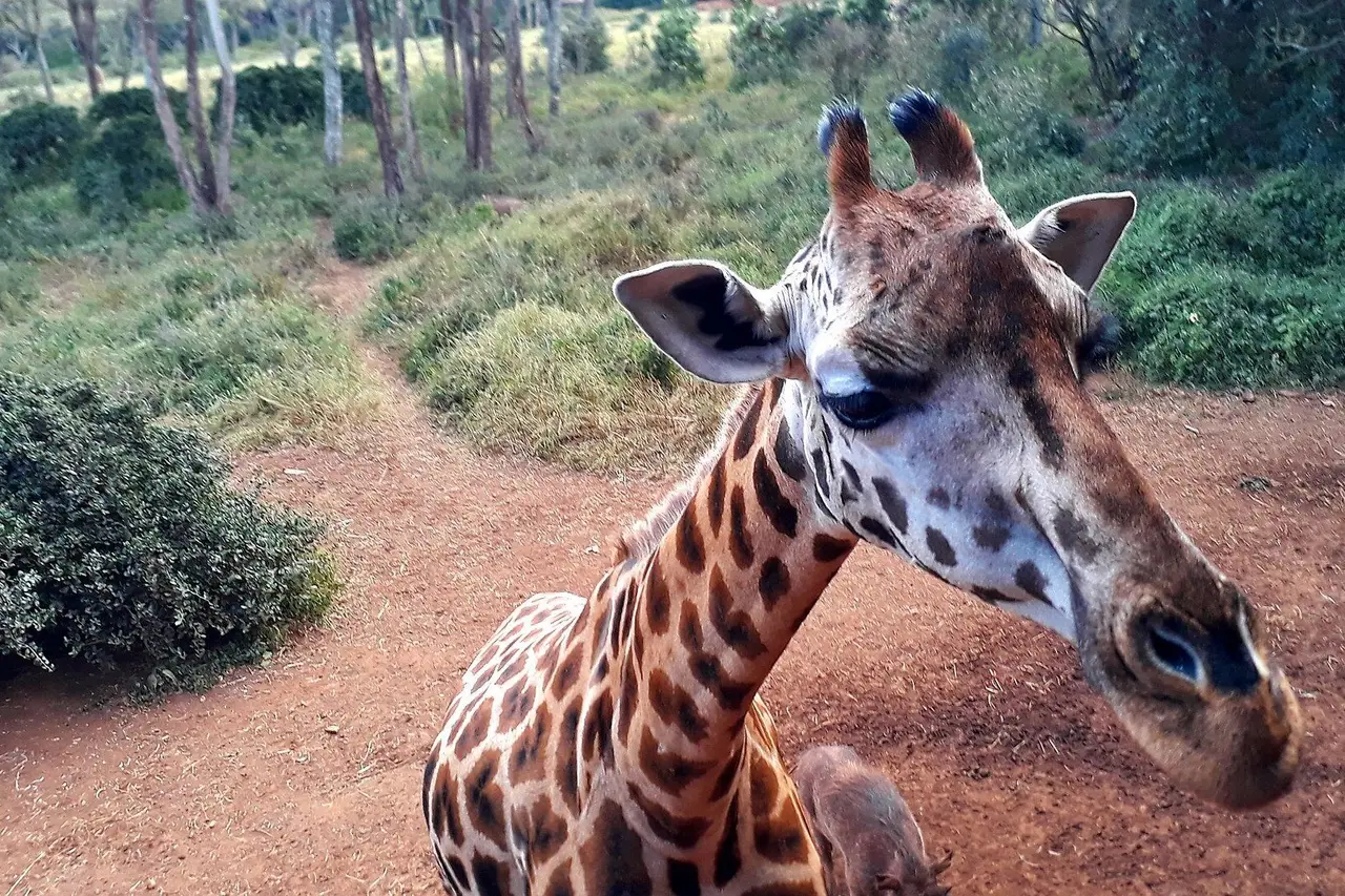 A Rothschild giraffe at the Giraffe Centre, among the sanctuary’s trees