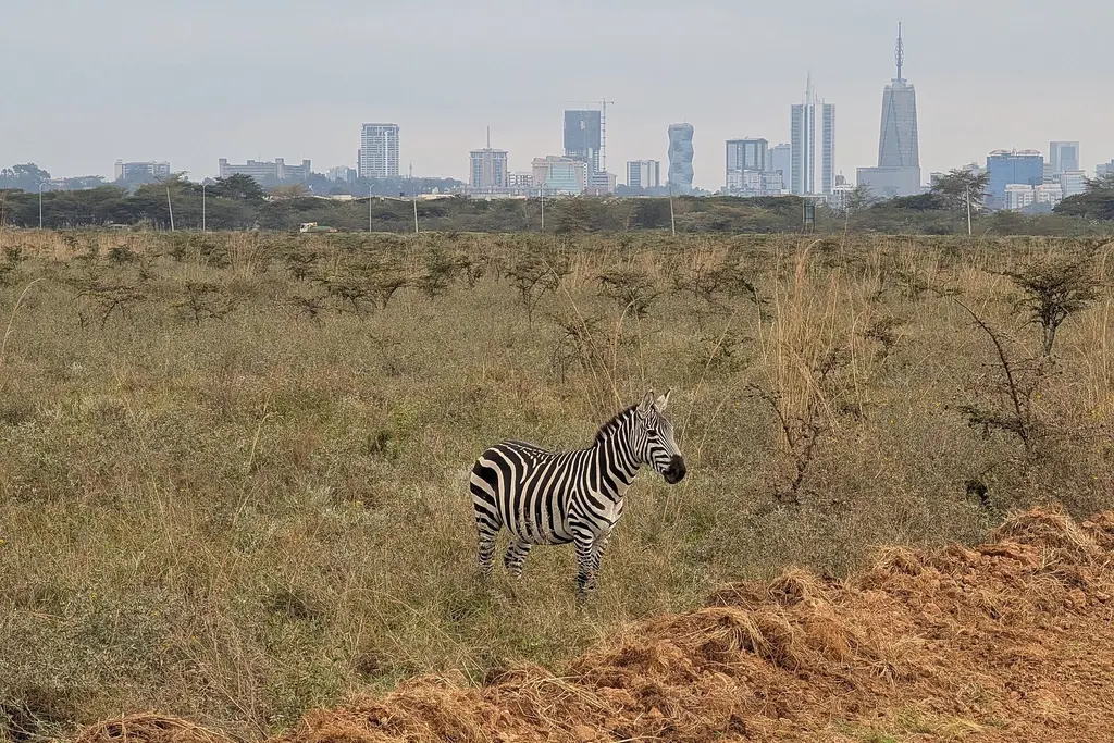 A zebra on the Nairobi National Park savannah, with the city’s towers behind