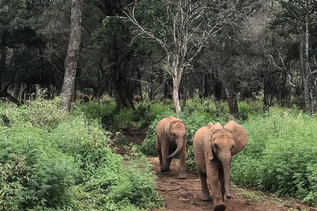 2 orphaned baby elephants on a red-earth path at the Sheldrick Wildlife Trust nursery