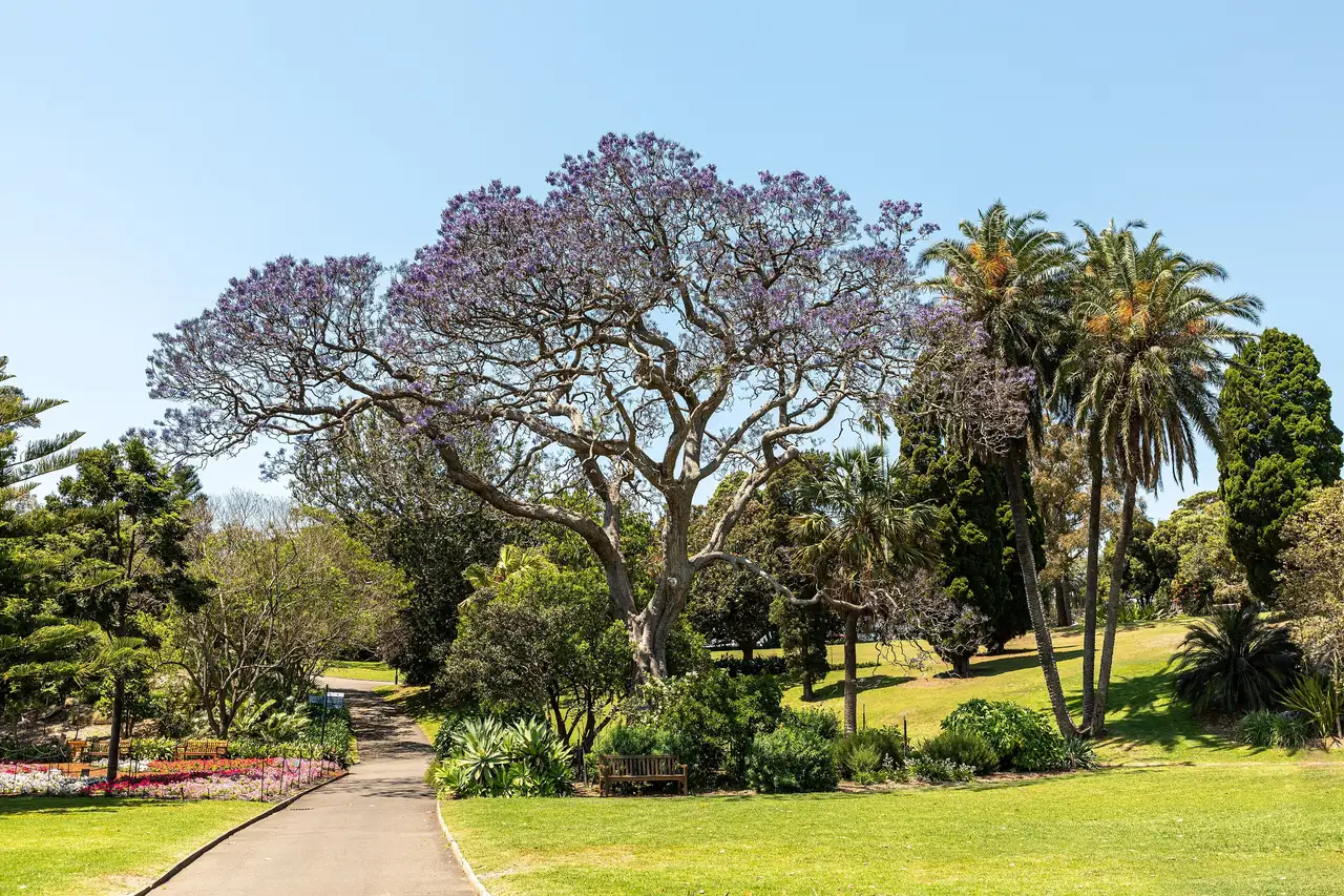 A path through the Royal Botanic Garden under a flowering jacaranda, palms on the right