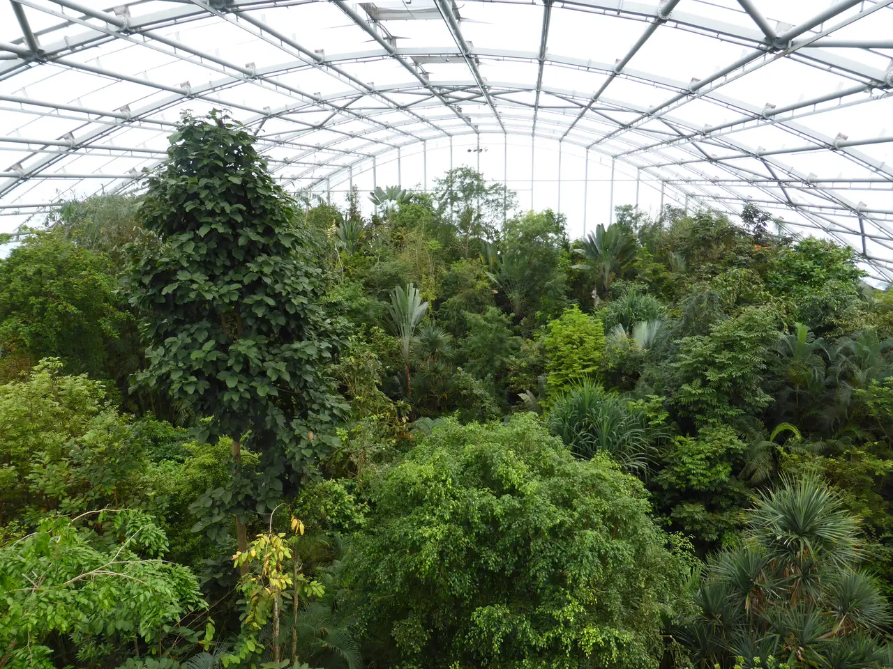 The Masoala Rainforest hall at Zoo Zürich: a dense canopy of tropical trees under the transparent roof