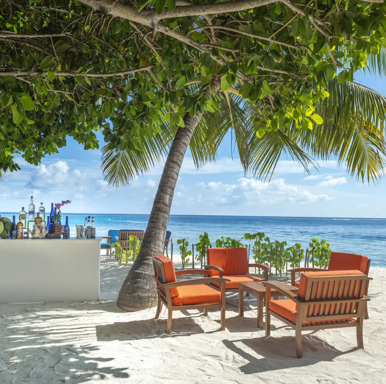 The Dhoni Bar on the sand, armchairs under the tree and the sea behind