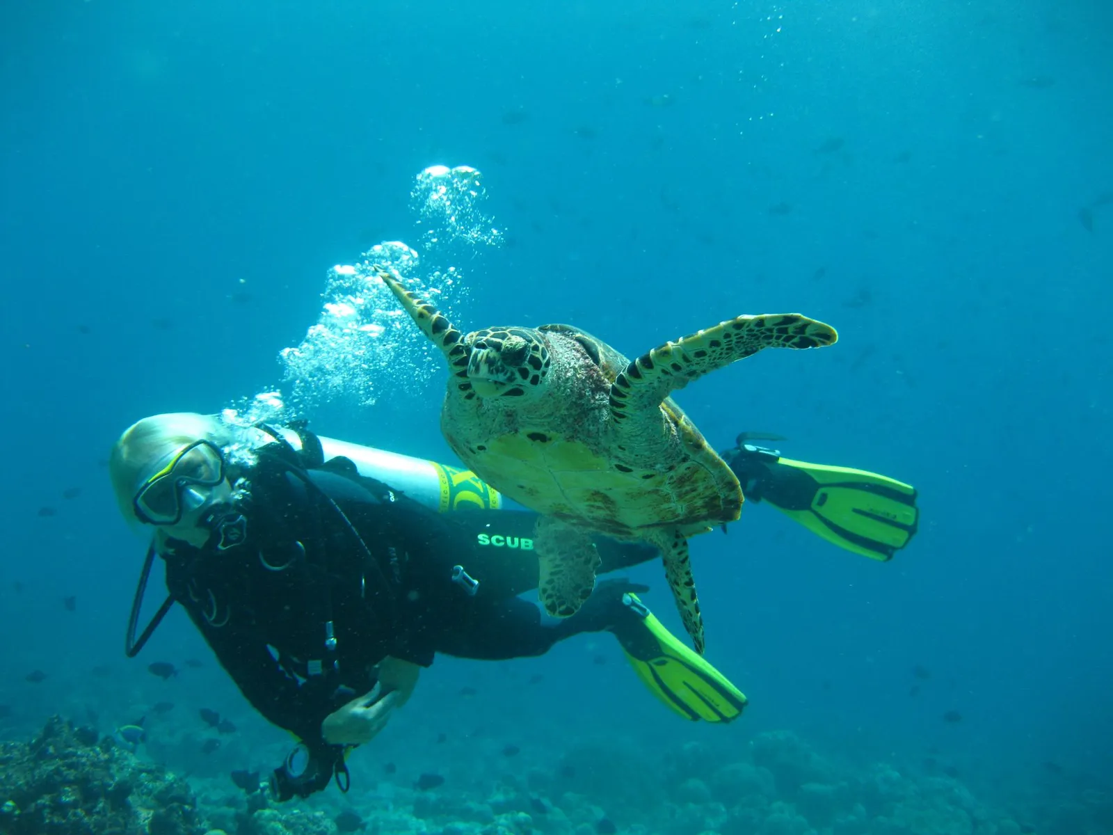 A diver beside a turtle