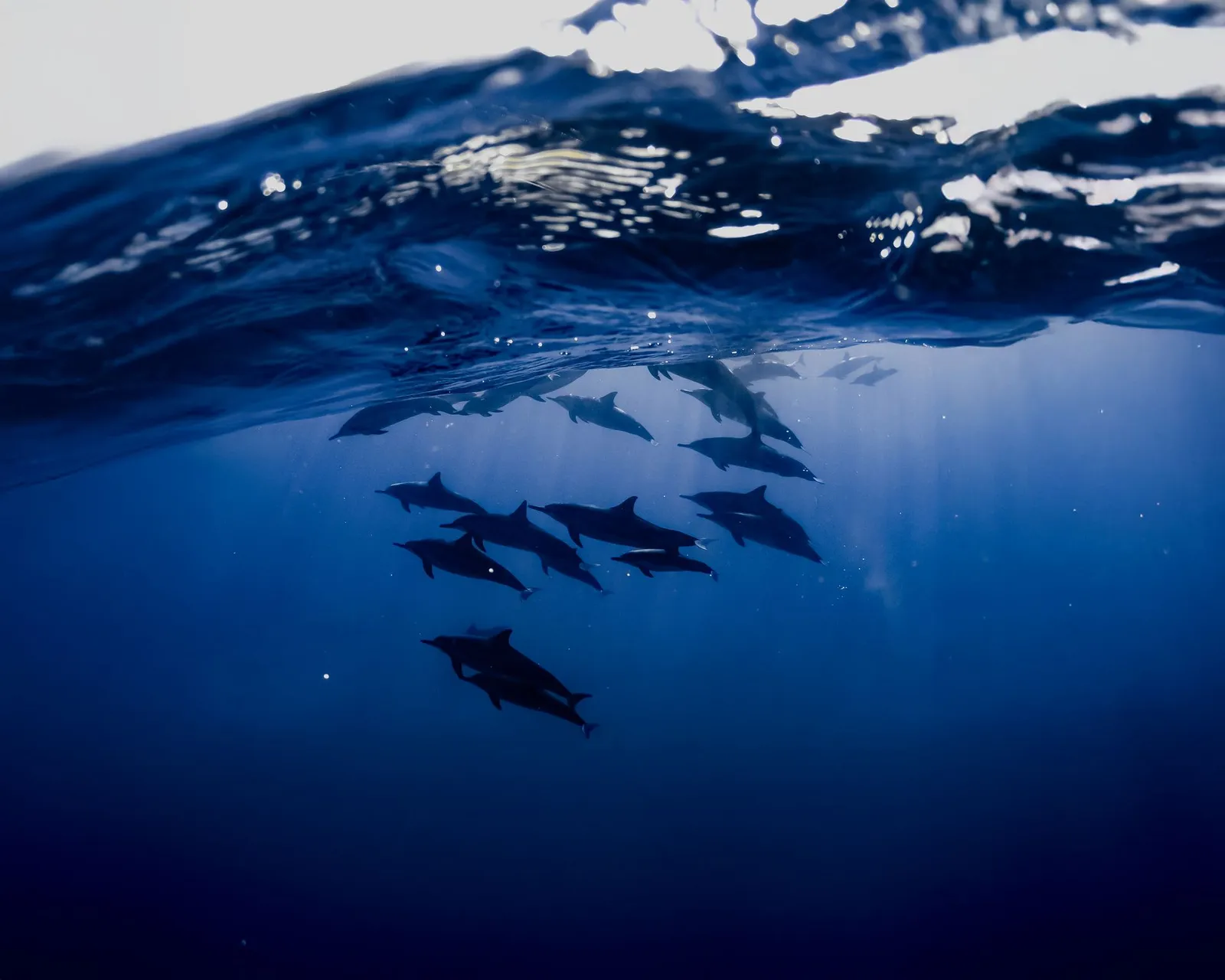 A pod of dolphins underwater, in the blue
