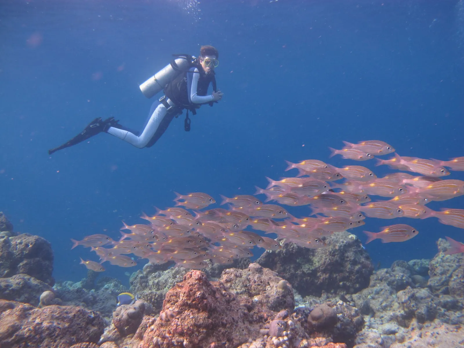 A diver above the reef, a shoal of red fish below her