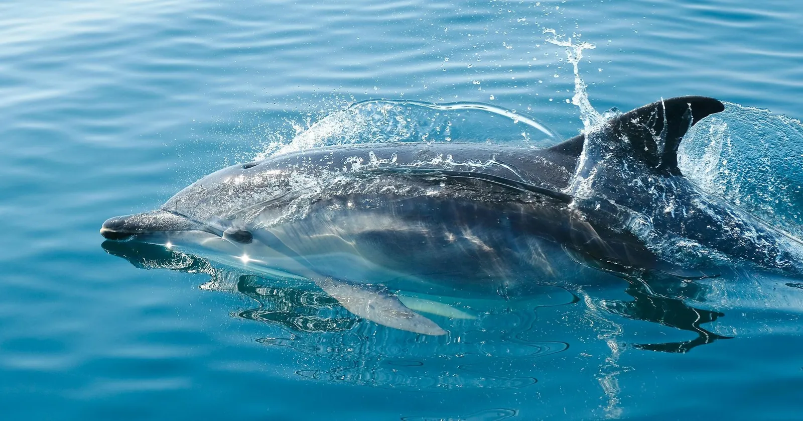 A dolphin leaps out of the water