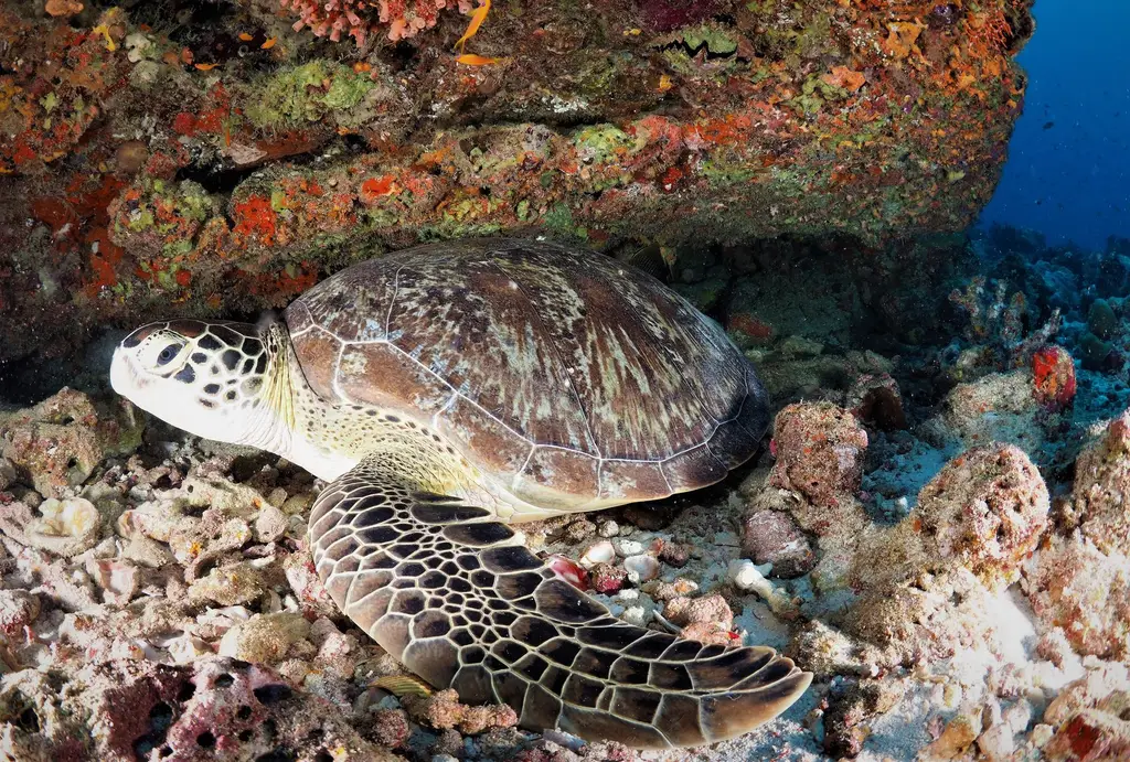 A turtle among the corals, under a reef overhang