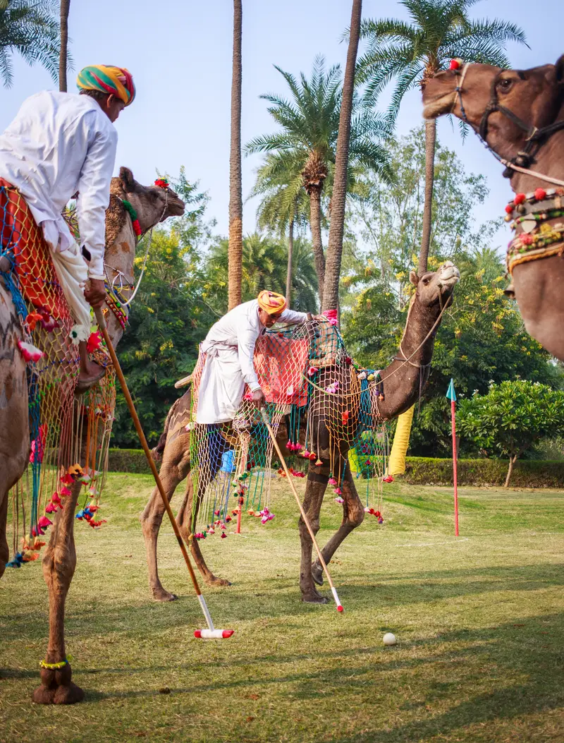 2 polo players on decorated camels on a lawn among palms