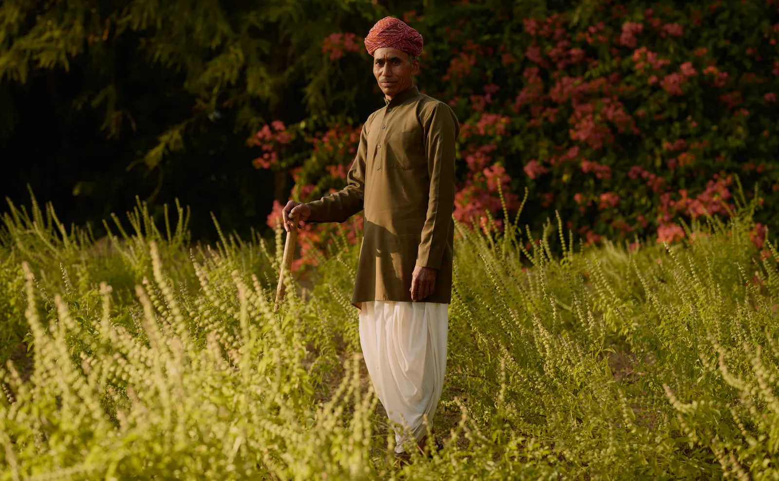 A gardener in a red turban standing among the tall herbs of the kitchen garden