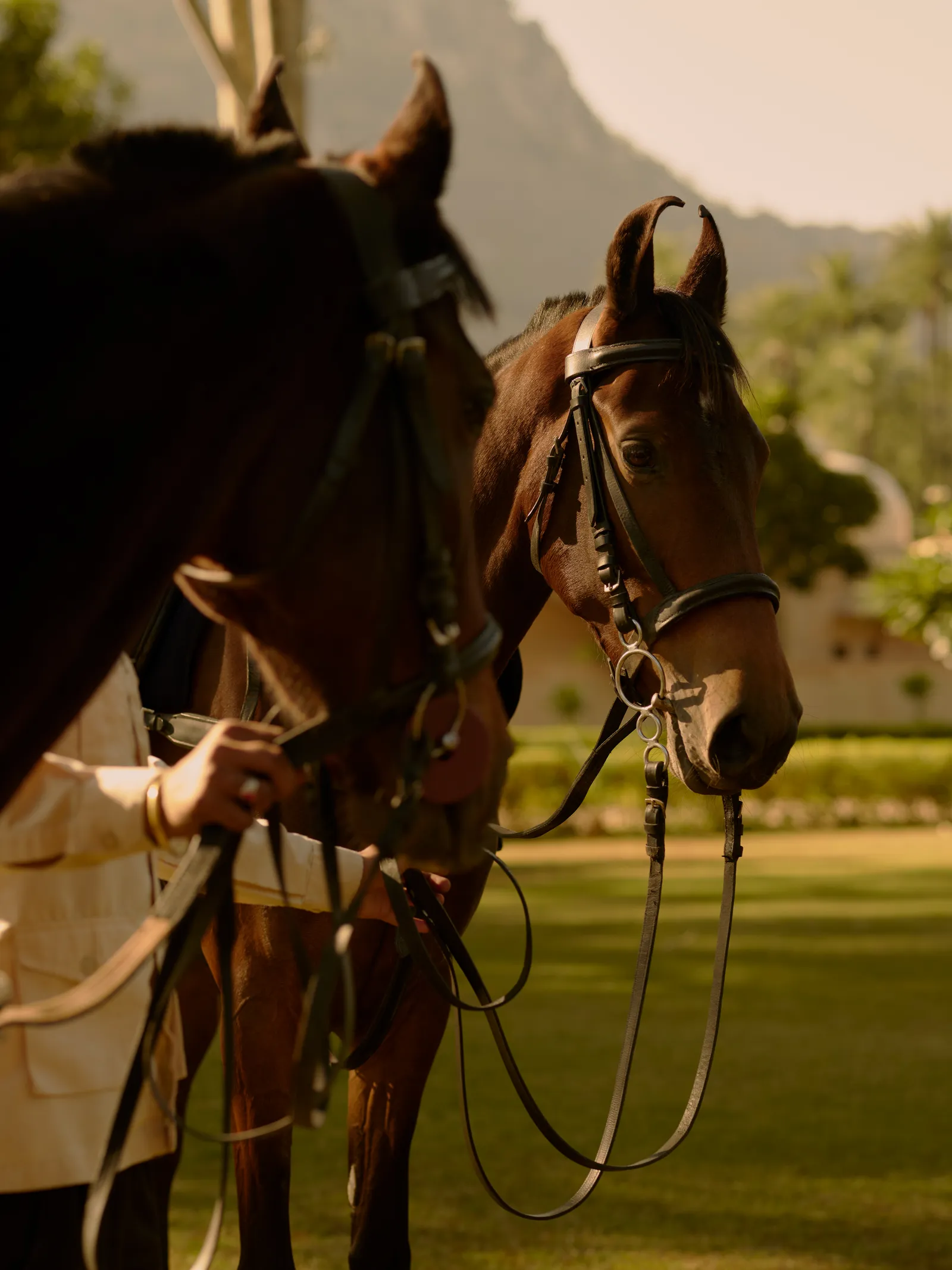 A Marwari horse held by the bridle, hills behind