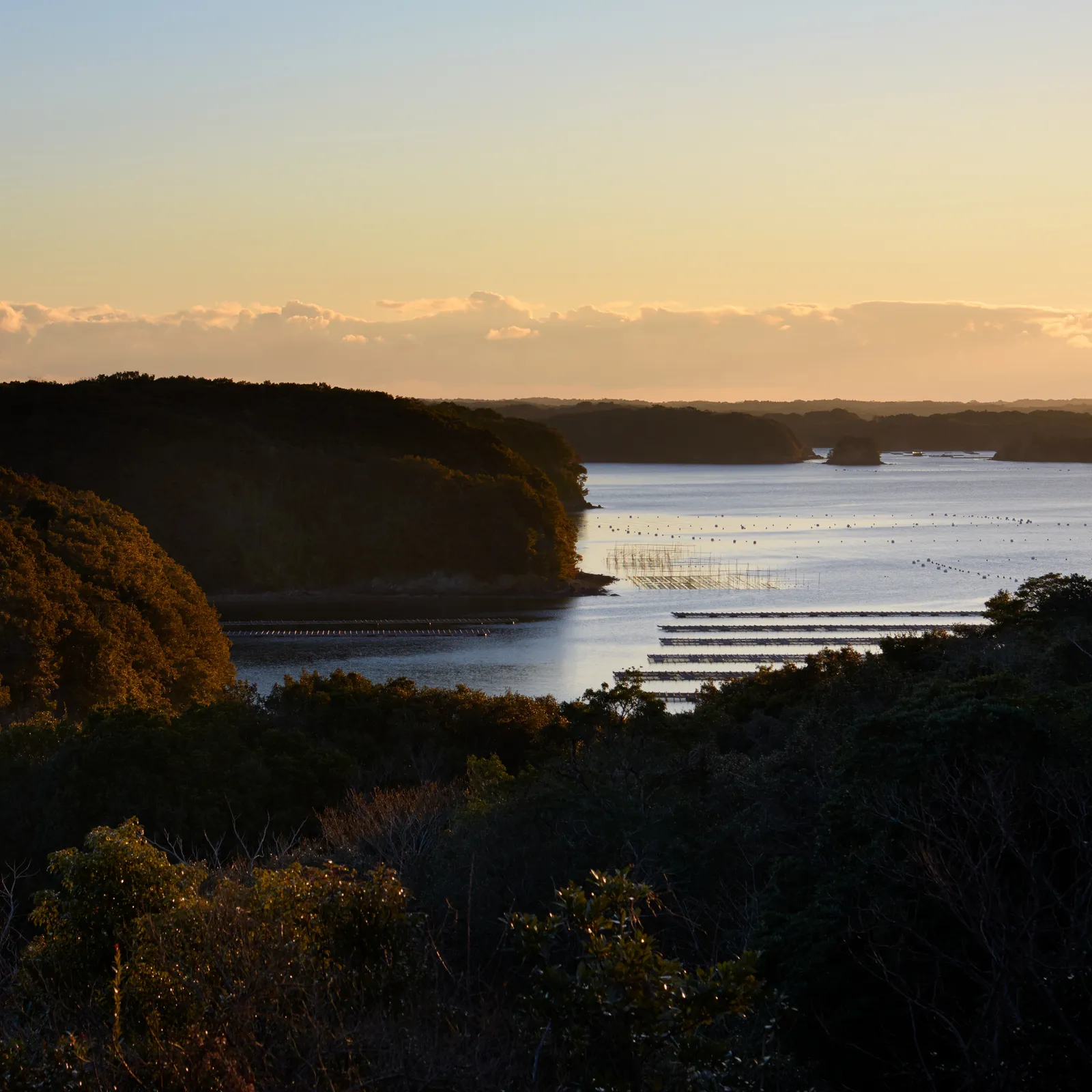 Ago Bay at sunset from the hillside, rows of rafts on the water below the wooded shore