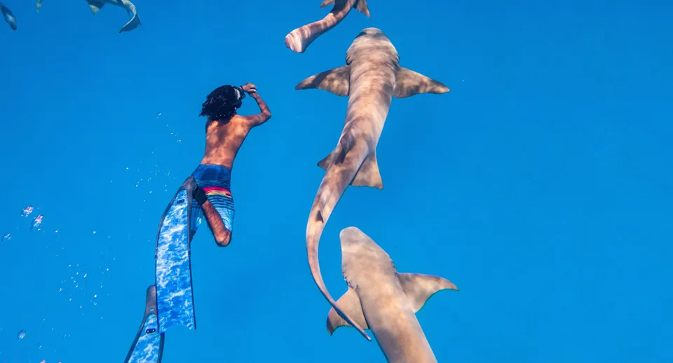 Una snorkelista nuota fra gli squali nutrice nel blu.
