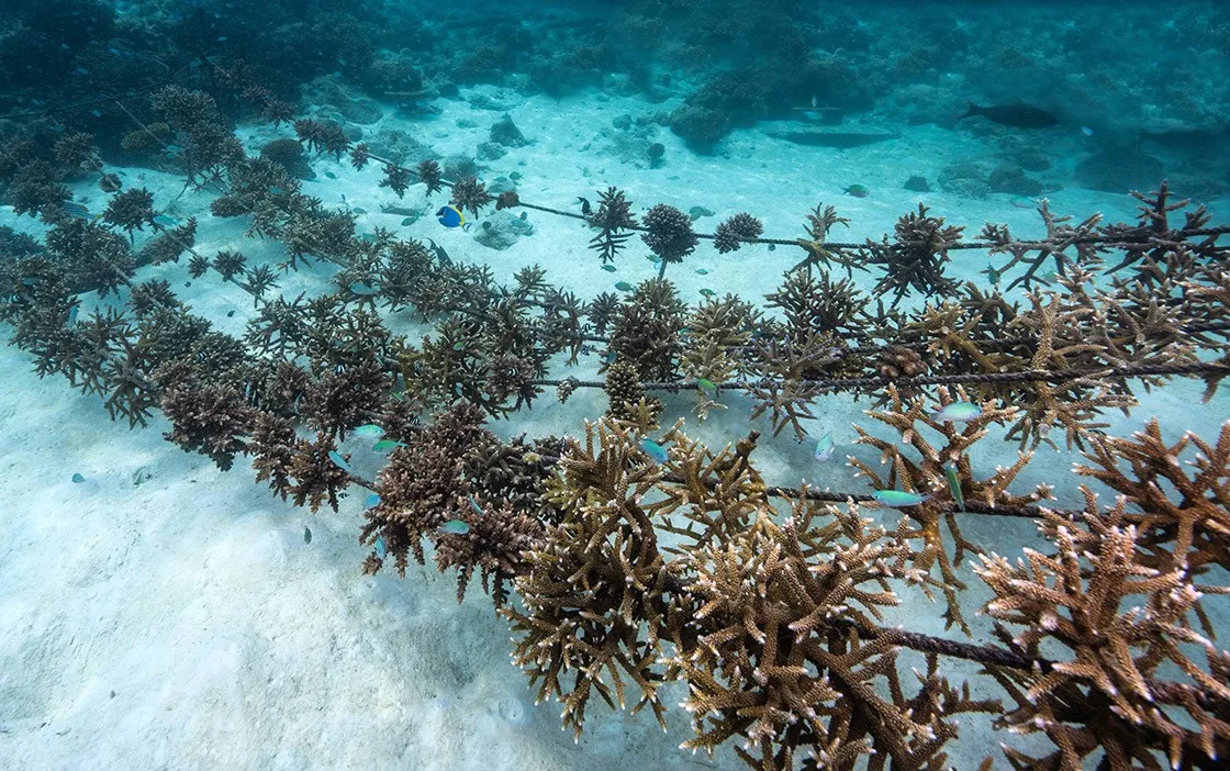 The coral nursery’s ropes in the lagoon, seen from above