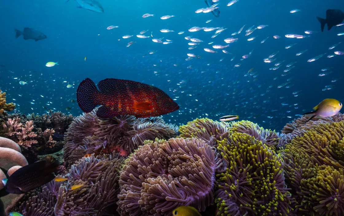 A red grouper among the coral and shoals of the house reef