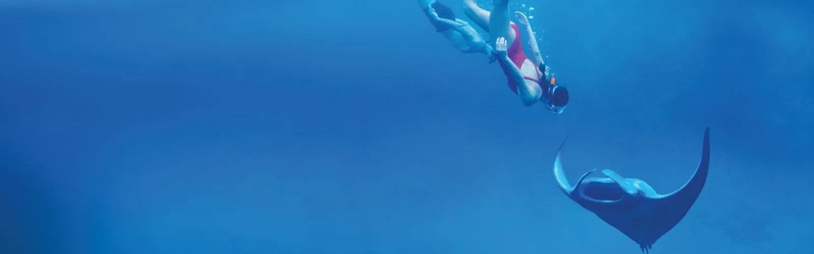 A snorkeller above a manta ray in the blue of Hanifaru