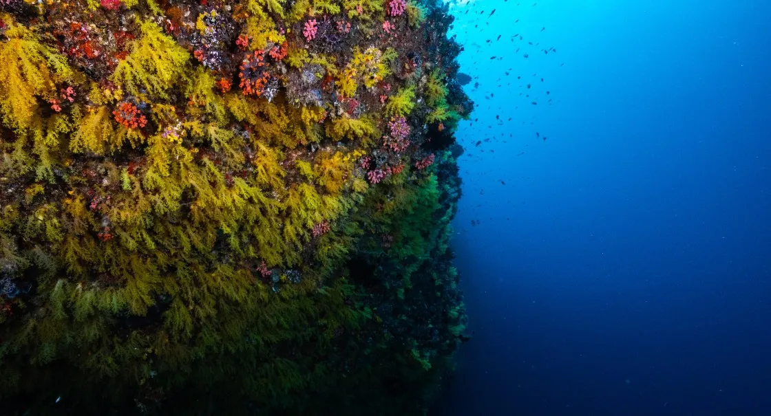The Yellow Wall, the reef face covered in yellow soft coral