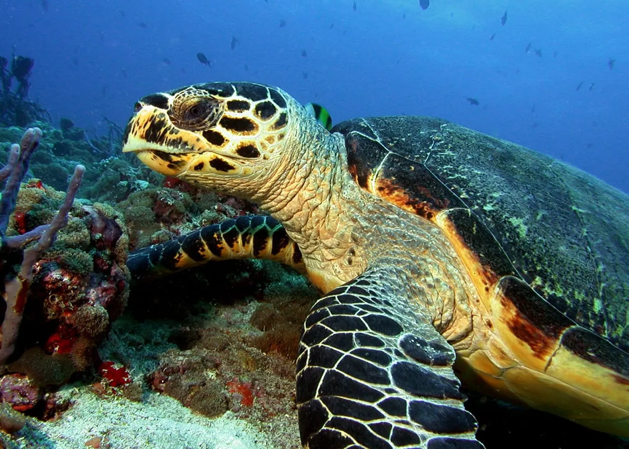 Sott’acqua, una tartaruga embricata appoggiata sul corallo, fra spugne e piccoli pesci.