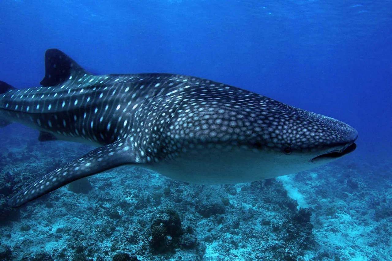 Uno squalo balena nuota sopra il fondale sabbioso, nell’acqua blu.