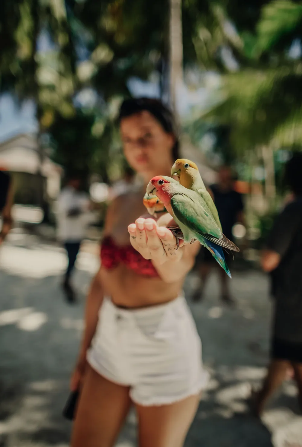 A young woman holds a green and red lovebird on her hand, among the island’s trees.