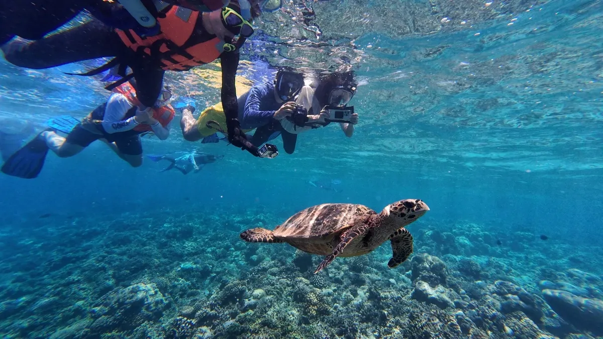 A turtle swims over the coral while 3 people snorkel at the surface.