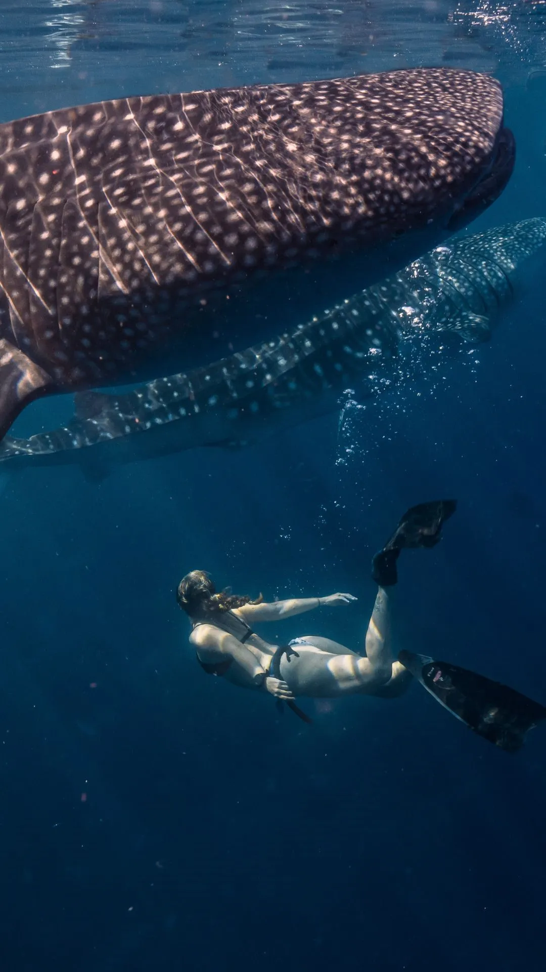 A free diver swims beneath a whale shark, in the deep blue.