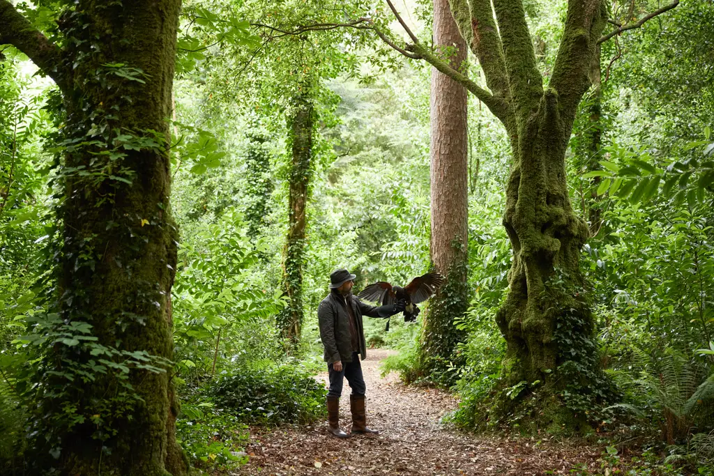 A hawk on the glove on a woodland path of the estate