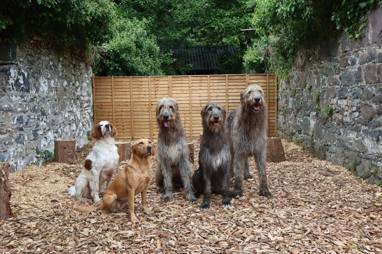 The Irish wolfhounds and the other estate dogs by a stone wall