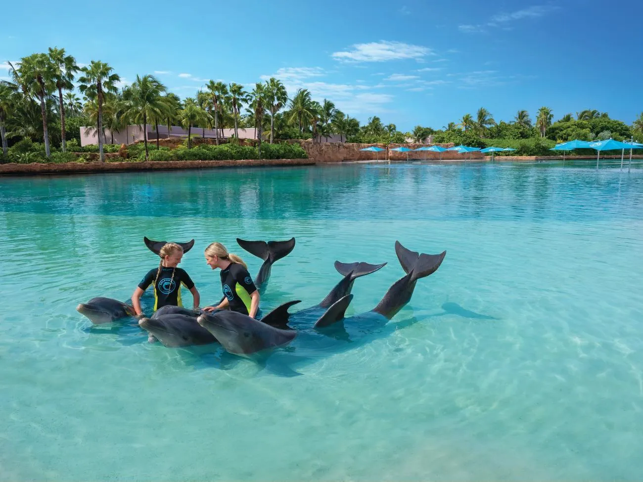 2 trainers in wetsuits in the shallow water of a lagoon, with a group of dolphins lifting their tails out of the water.