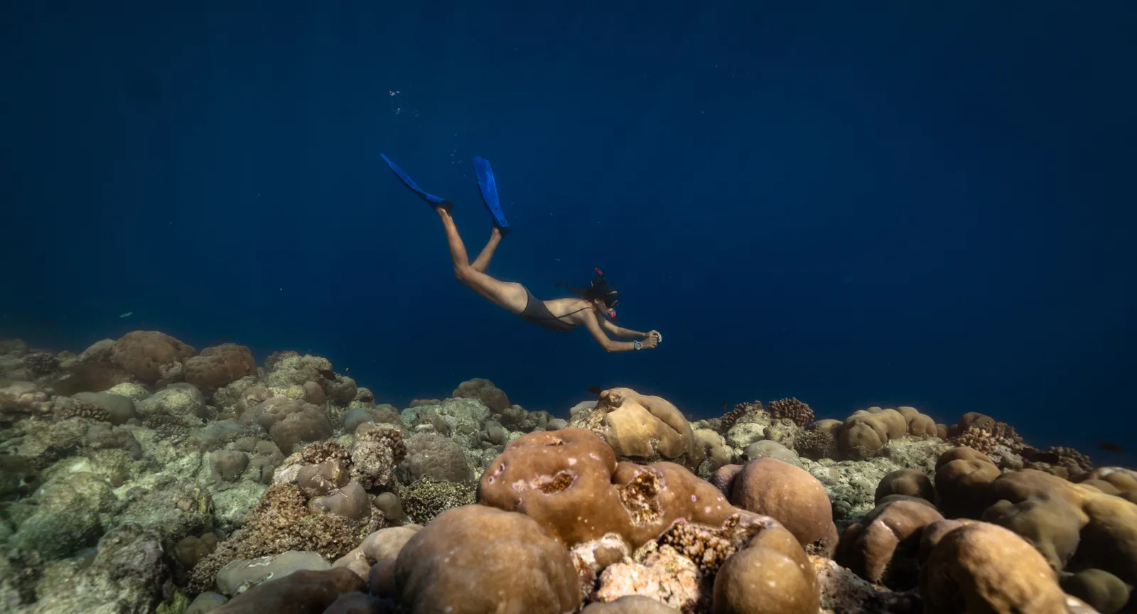 A guest swims with mask and fins above the coral heads of the reef, in deep blue water.