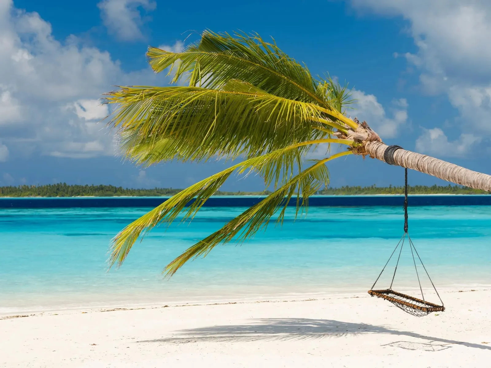 A swing hanging from a palm bent over the white beach