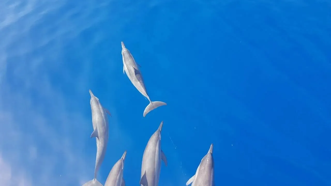Dolphins in the blue, seen from above