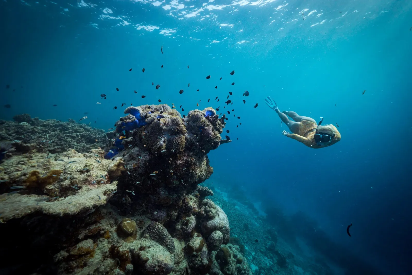 A snorkeller beside a coral head, shoals of fish in the blue
