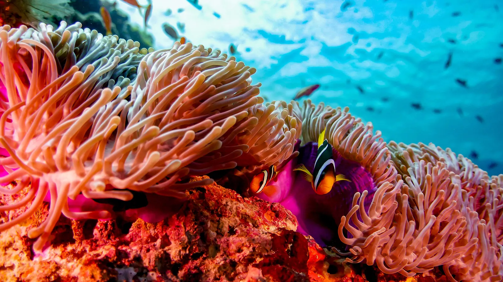 A clownfish among the tentacles of an anemone on the reef