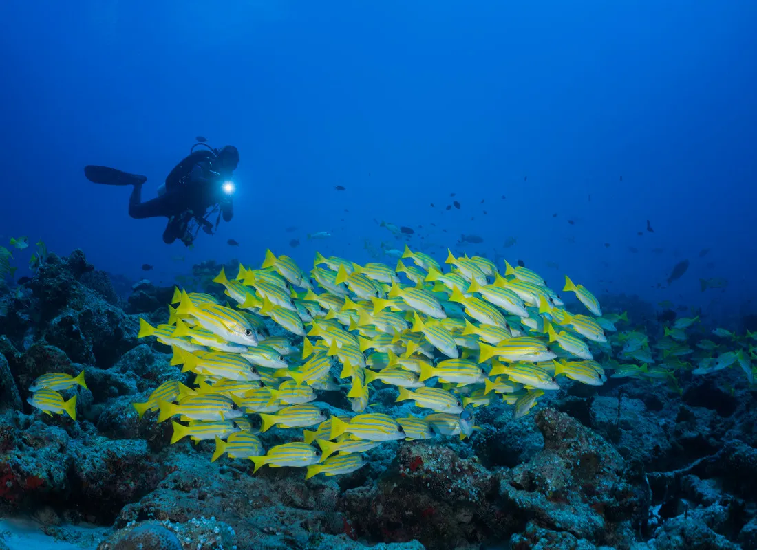 A diver with a torch above a shoal of yellow fish on the reef