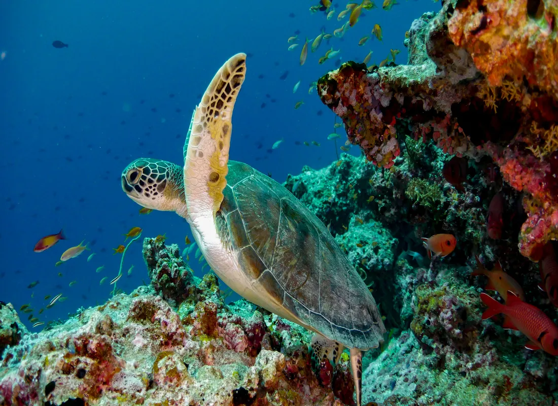 A turtle swimming beside the reef, among red fish