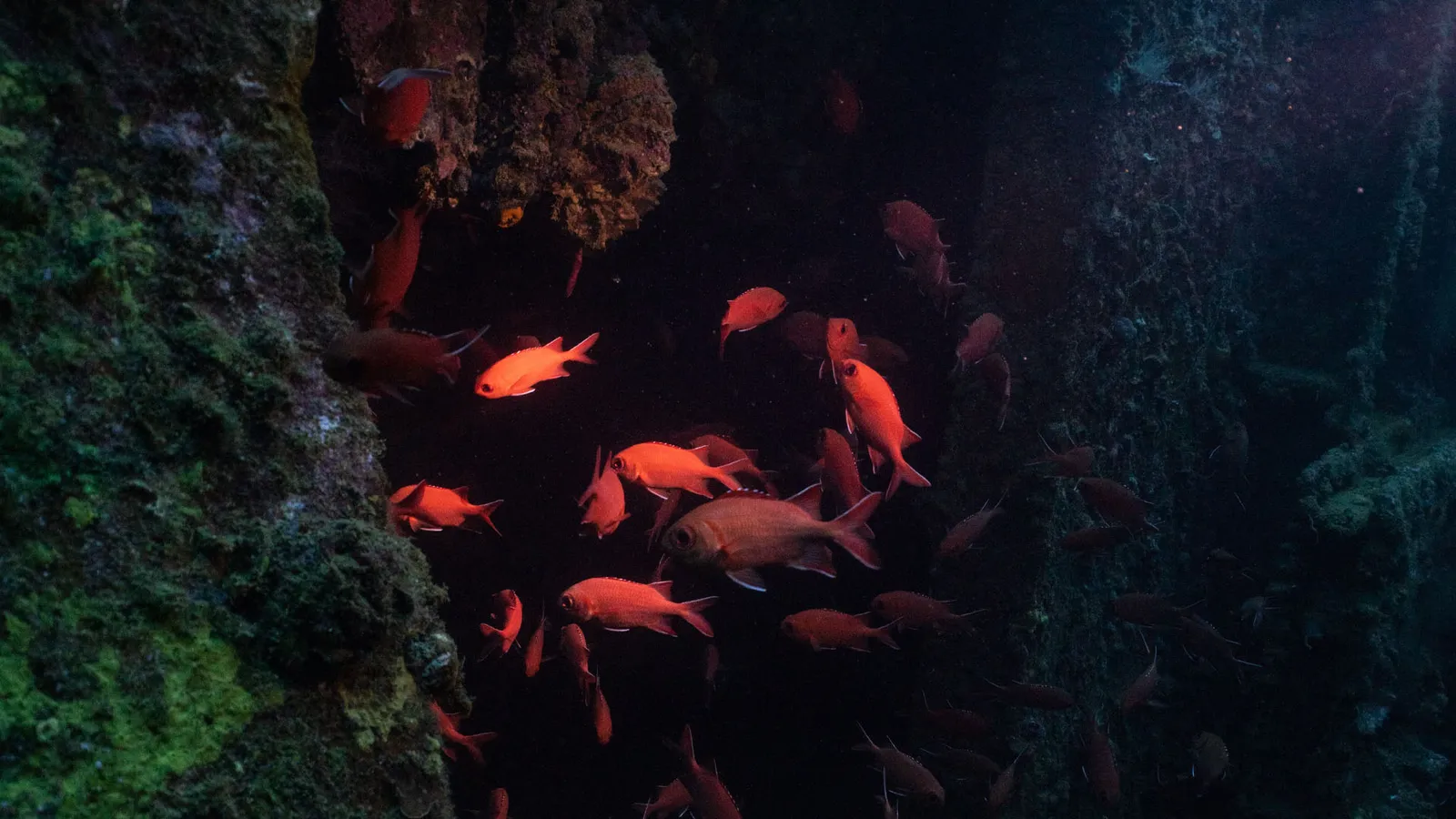 A school of red soldierfish in the half-light, between coral-covered rocks.