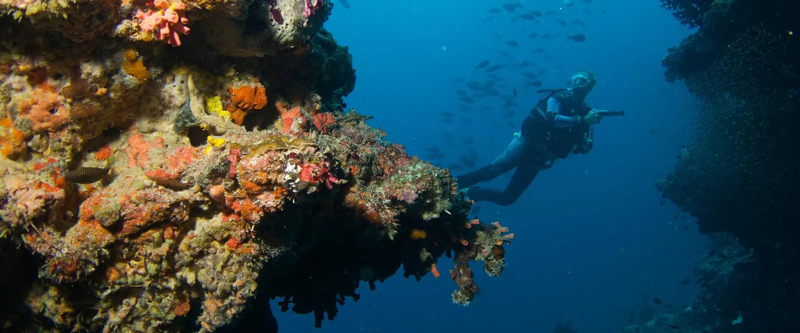 A diver beside a colourful coral wall, in the blue