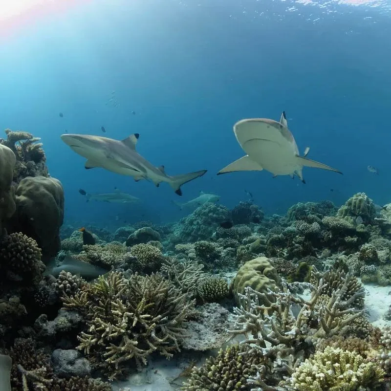2 reef sharks swimming over the coral