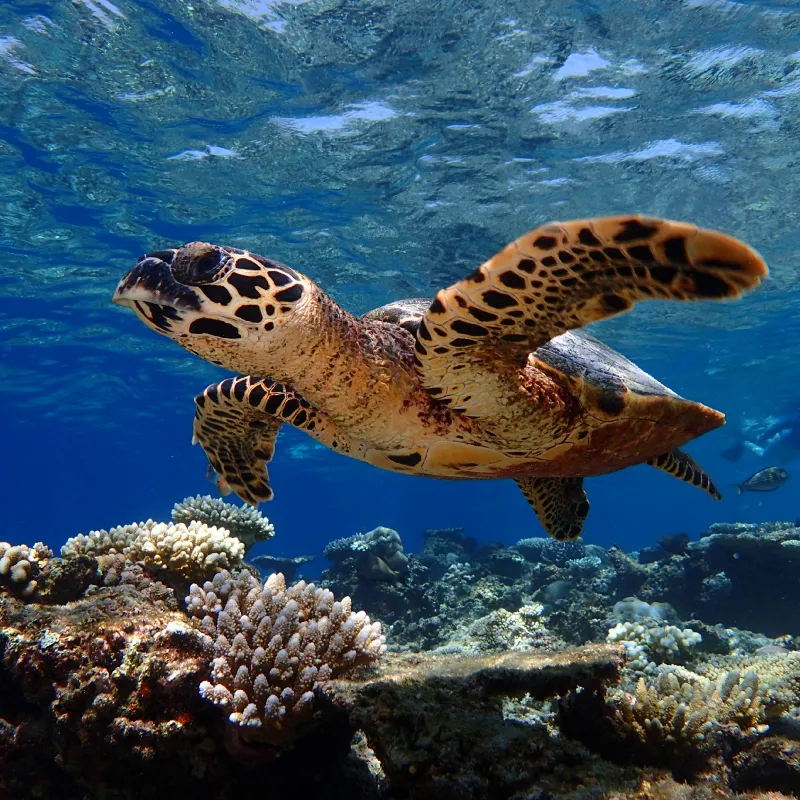 A hawksbill turtle swimming over the coral