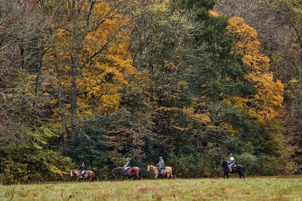 4 riders at a walk along the edge of a wood in autumn, small beneath the yellow and orange trees.