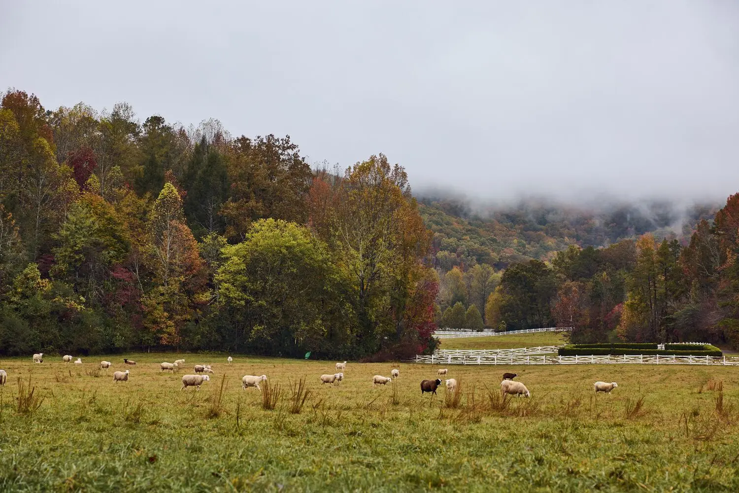 Sheep grazing in autumn in front of a white fence and red and yellow woods, with low cloud over the hills.