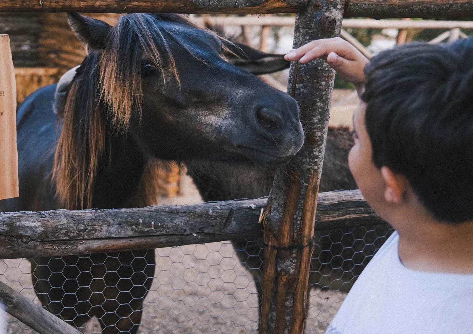 At the Kids Club farm: a child strokes a dark pony over a wooden fence.