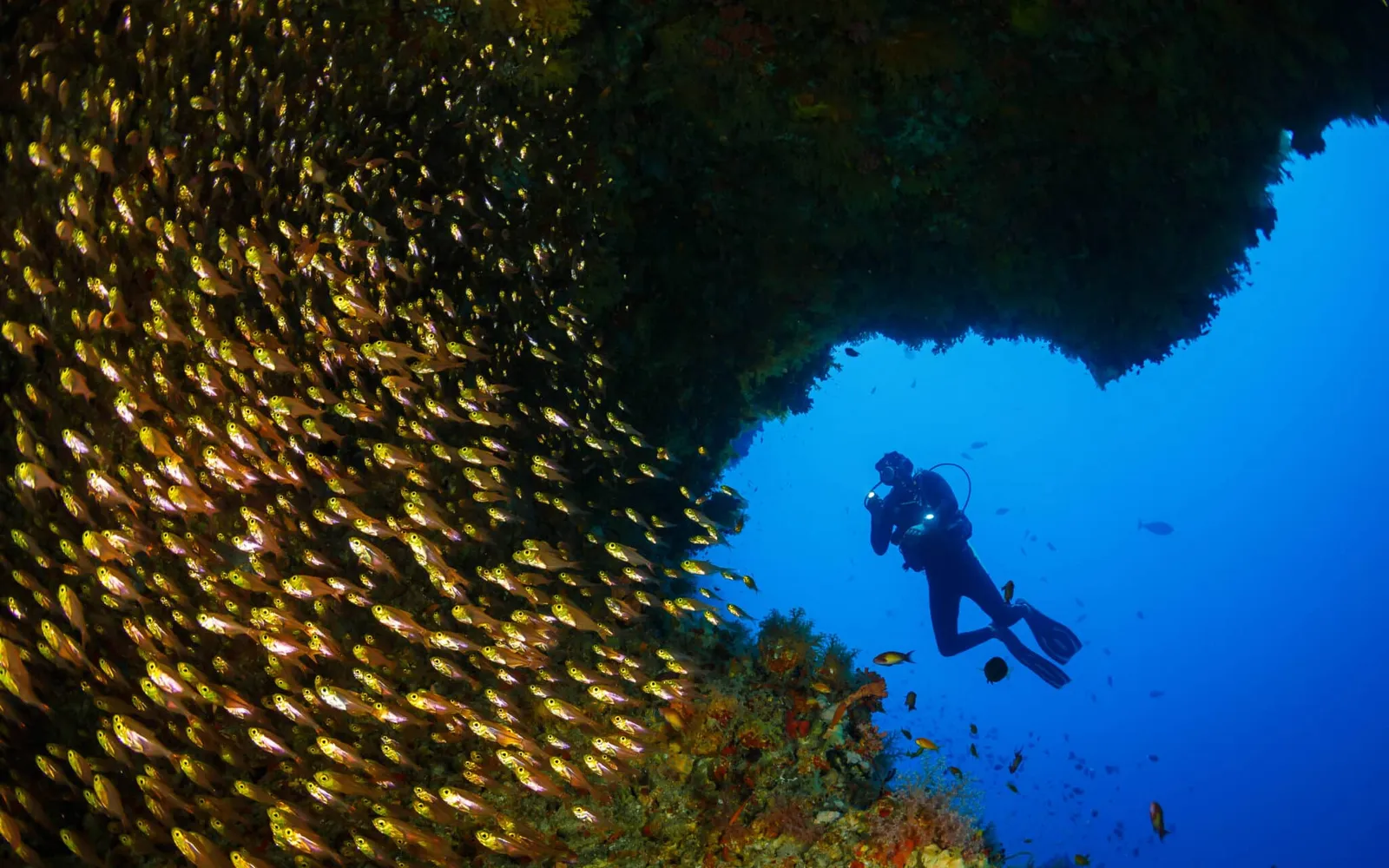 A diver beside a shoal of fish.